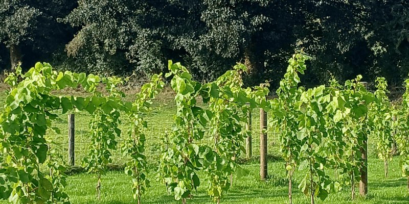 Vineyards in Ireland: A New Chapter in Irish Winemaking