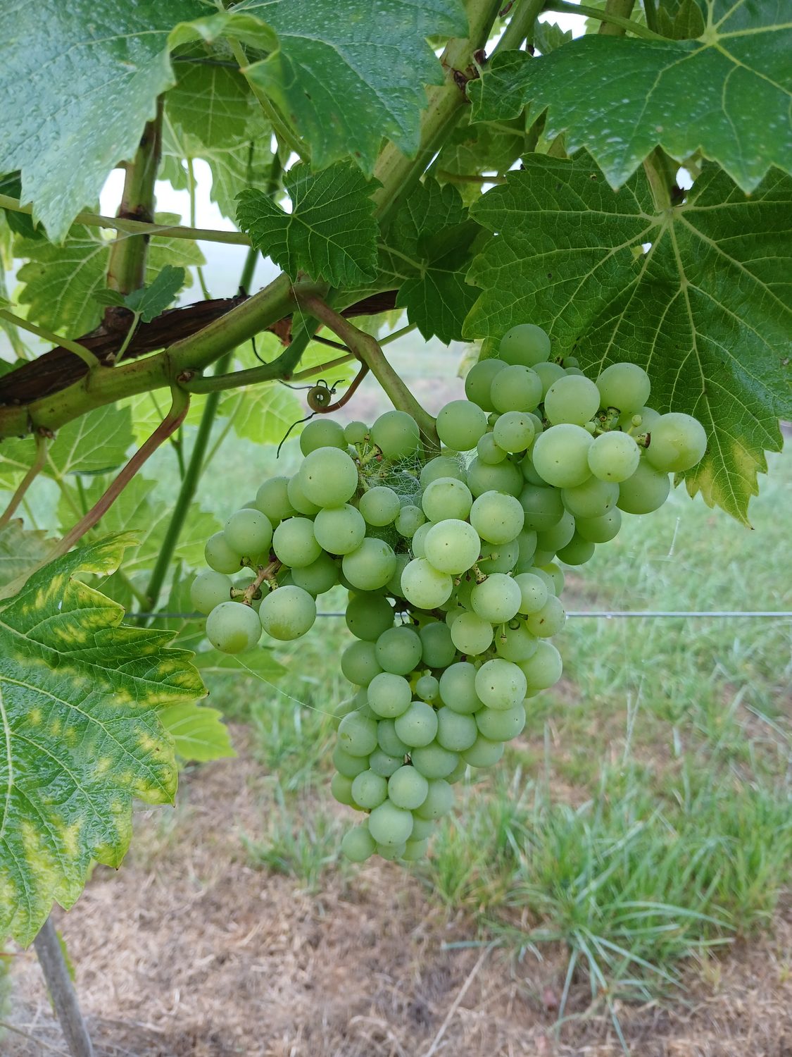 A developing green grape cluster on the vine