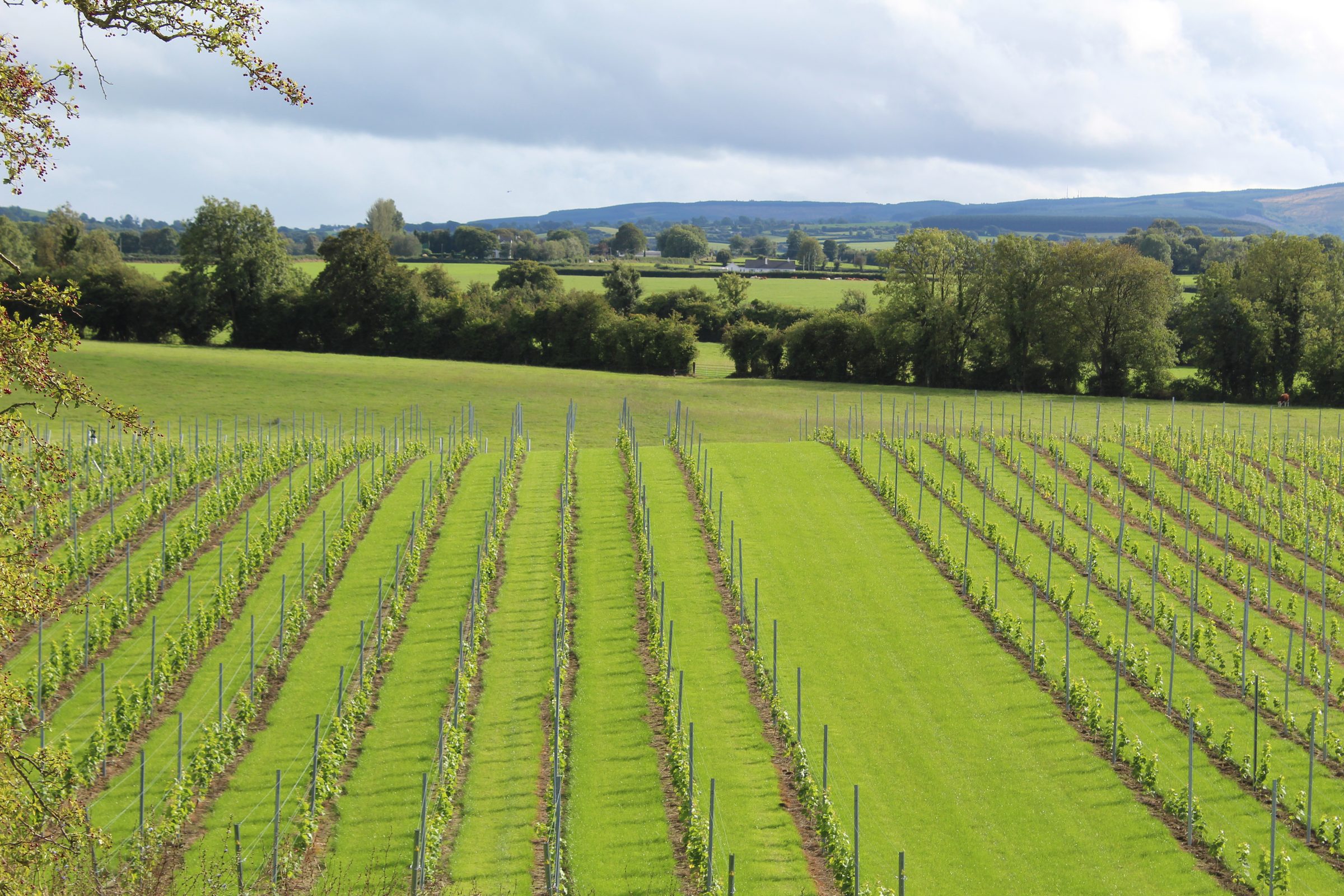 Rows of vines at Irish Wine Estates running towards the hills of South Offaly
