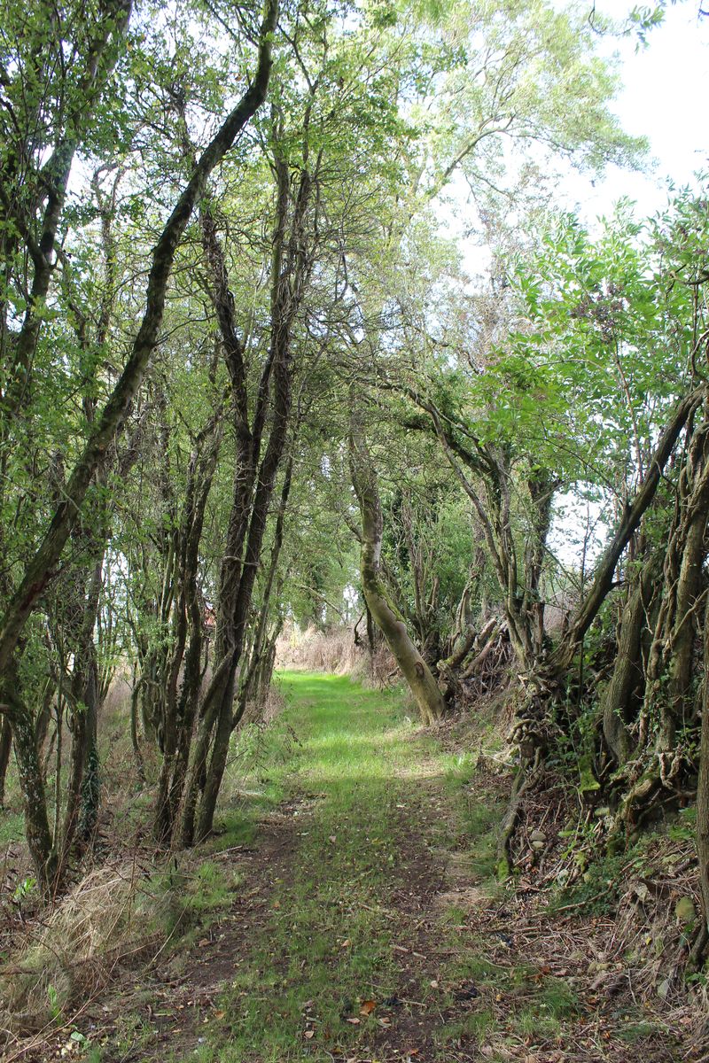 A tree-lined grass lane on the farm