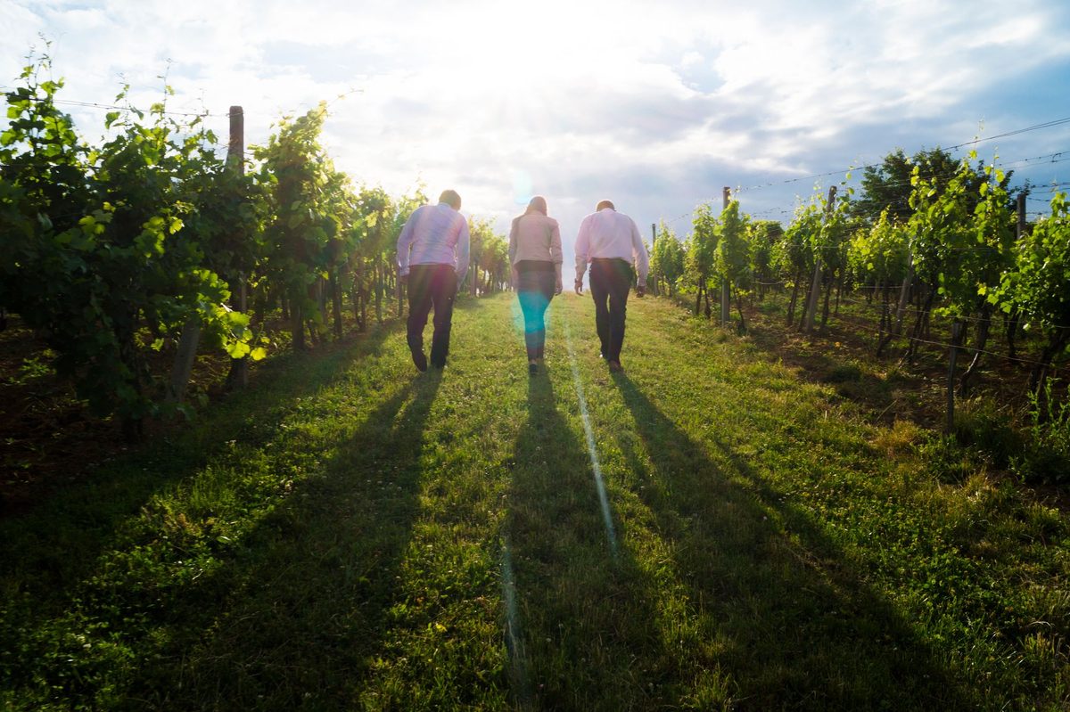 A small group of visitors walking together between rows of vines