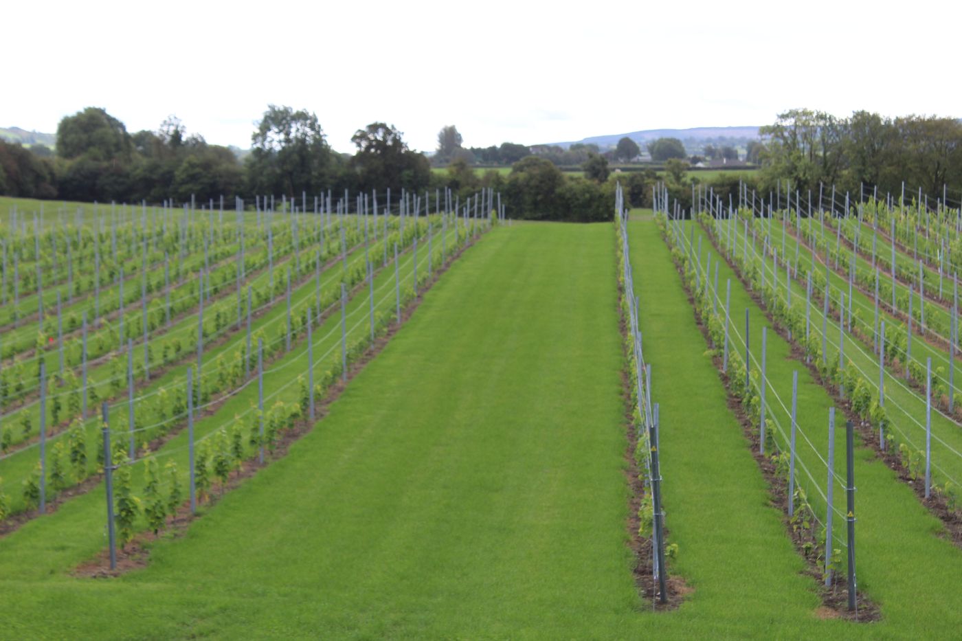 Rows of young vines at Ballyclery
