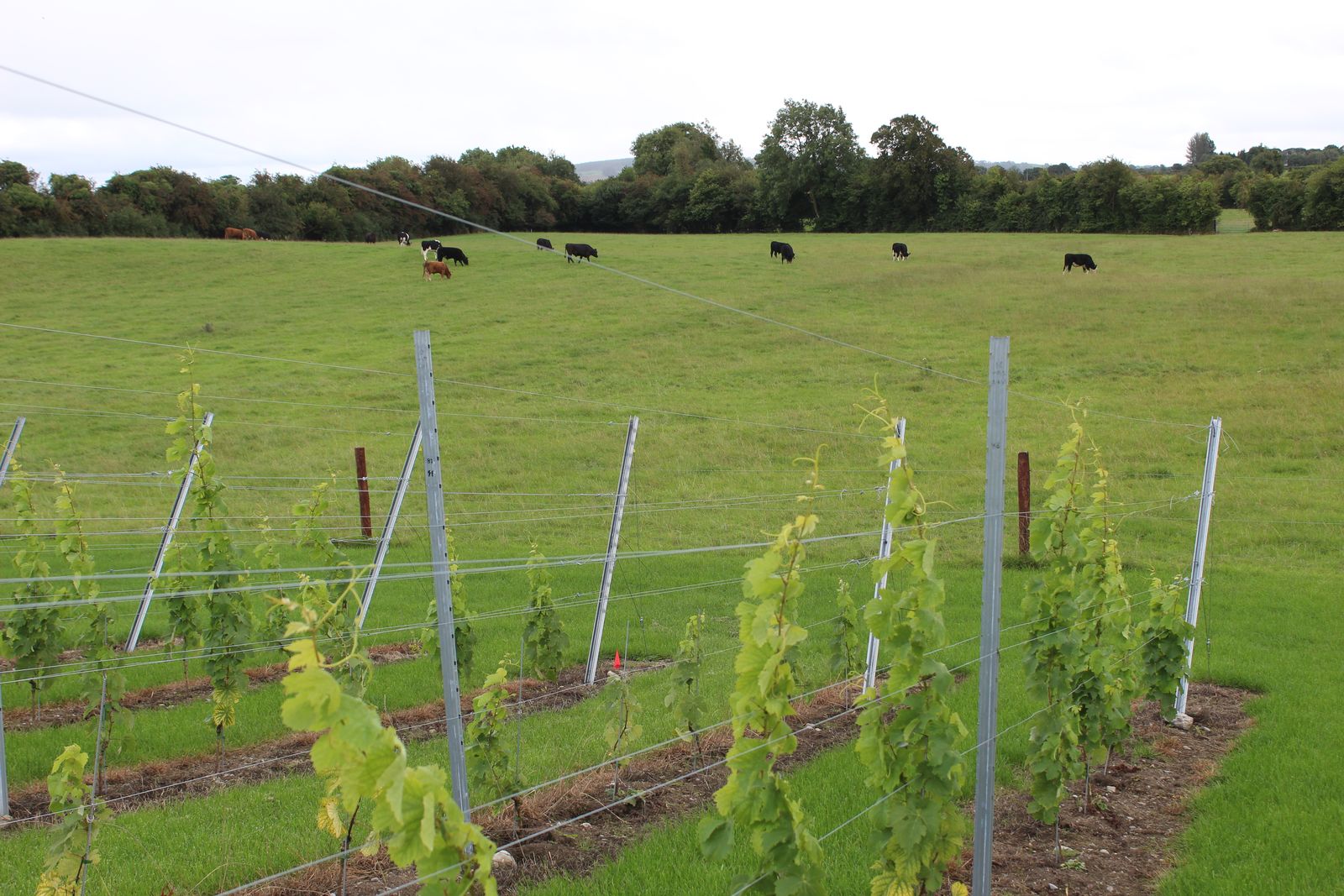 Young vines beside grazing cattle on the farm at Ballyclery