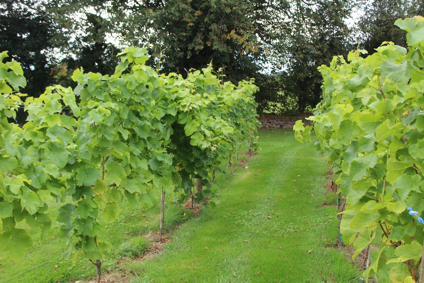 Established vines in leaf in the pilot vineyard