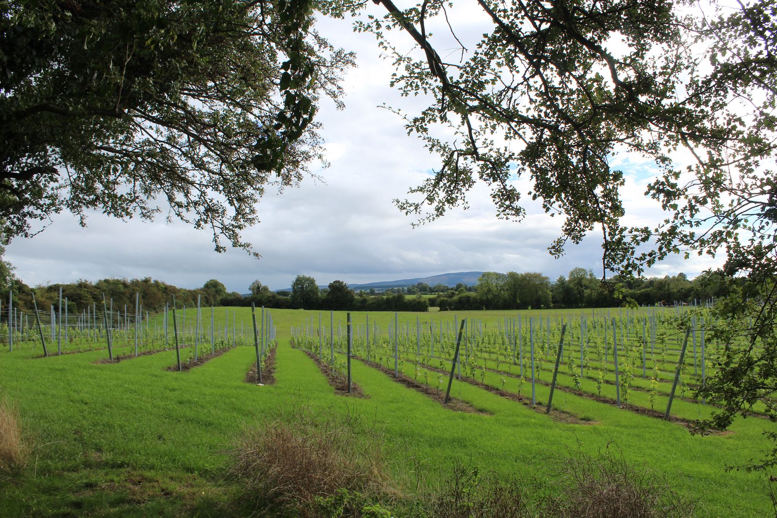 The vineyard seen beneath the canopy of a mature tree at the edge of the farm