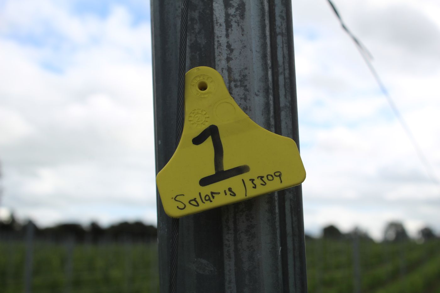 A numbered variety marker on a trellis post in the vineyard