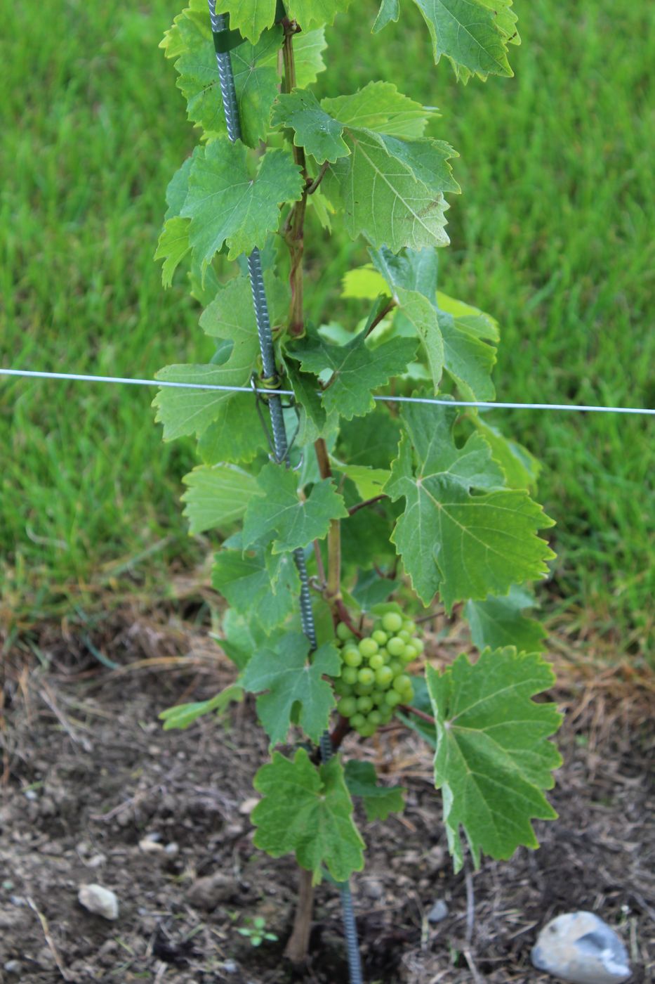 A young vine with its first grape cluster