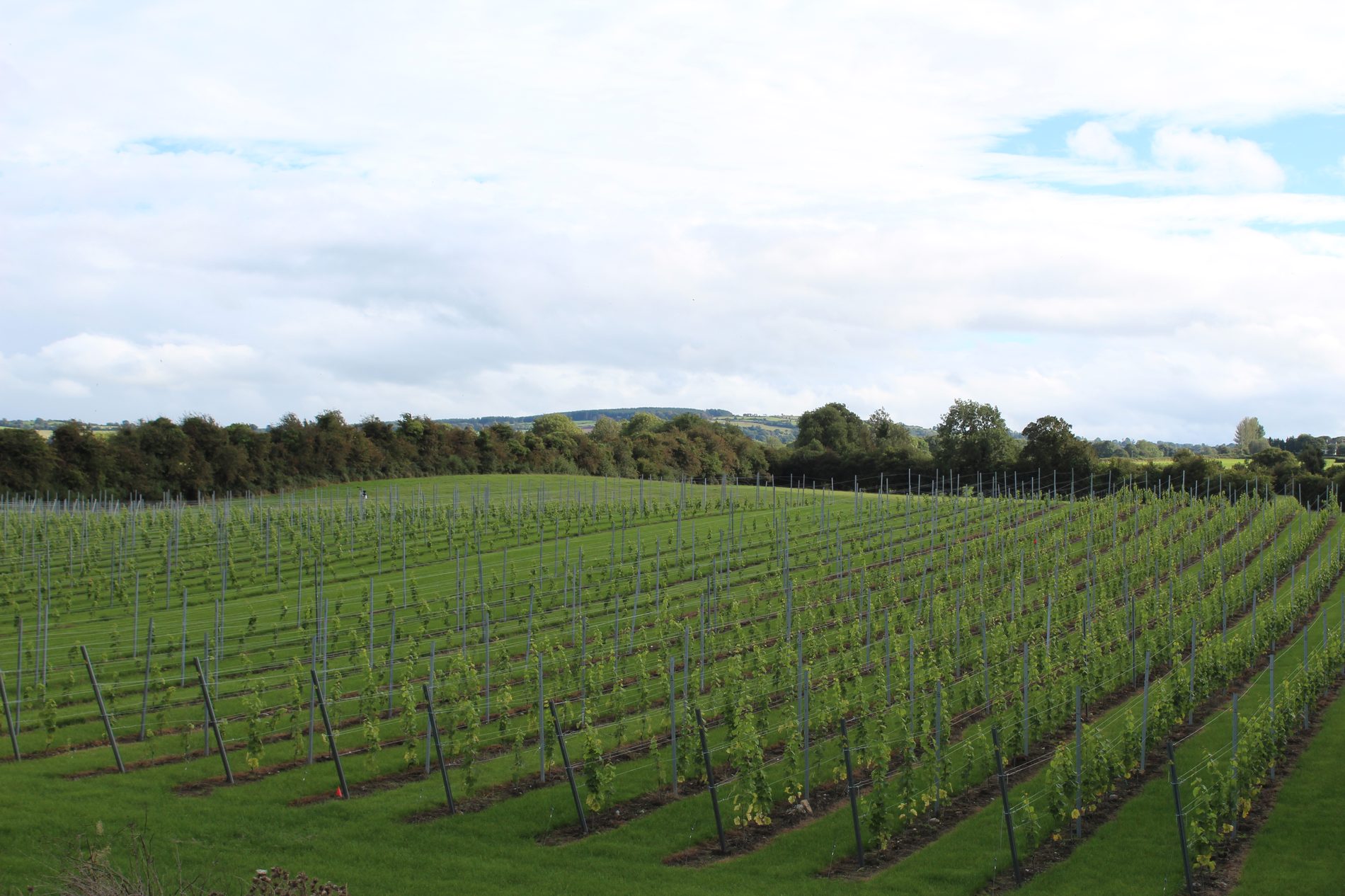 Established vine rows under an Irish sky at Ballyclery