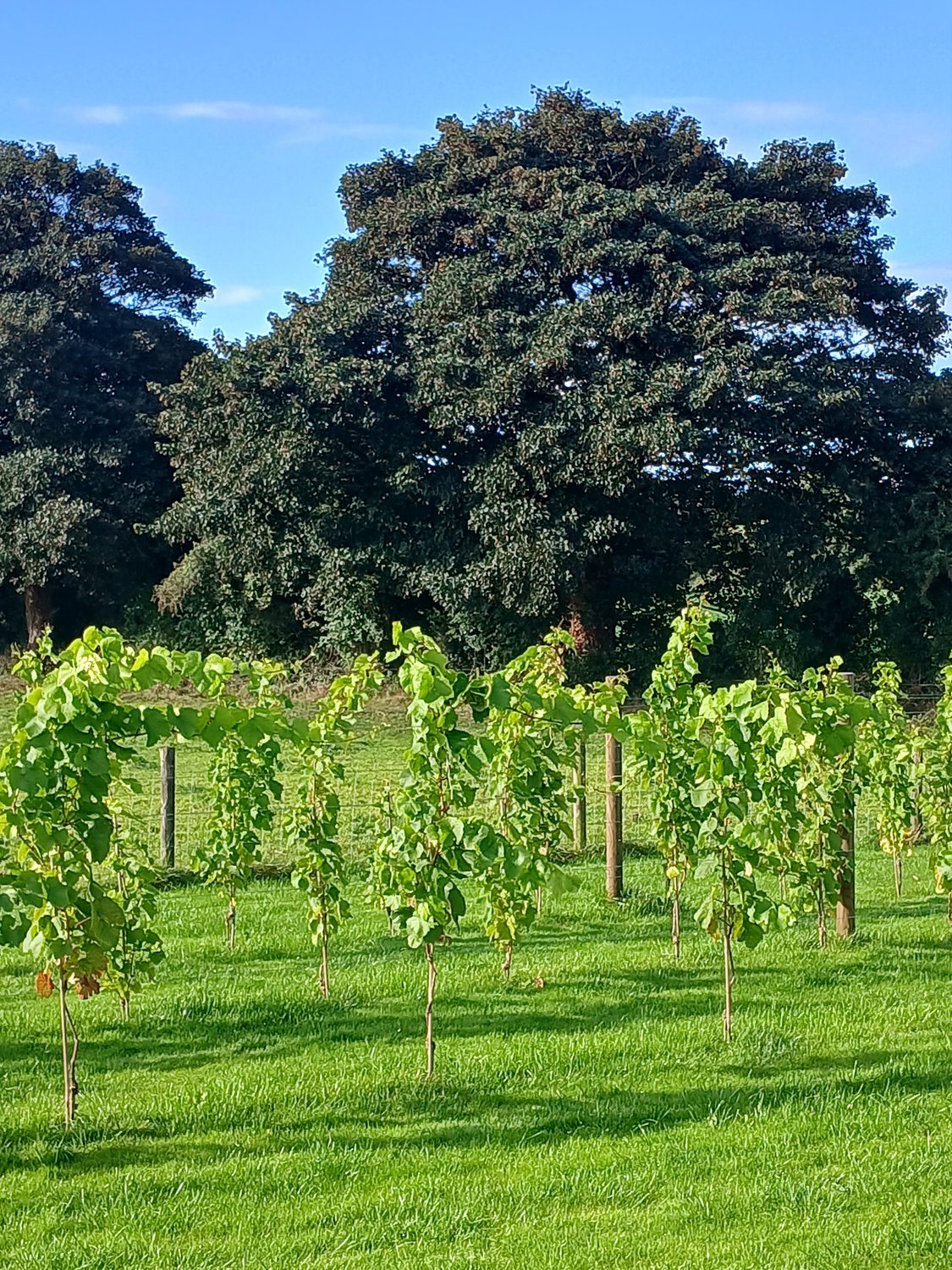 Young vine shoots in leaf on the Ballyclery slope
