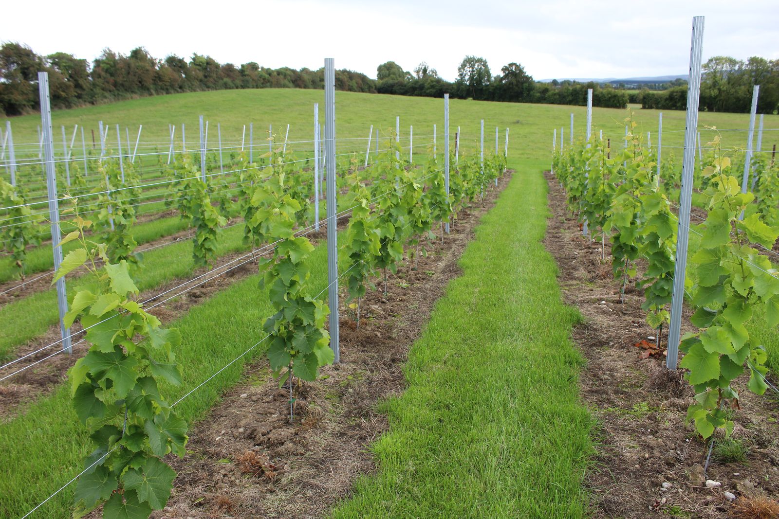 Young vines in leaf along a grass row at Ballyclery Vineyard