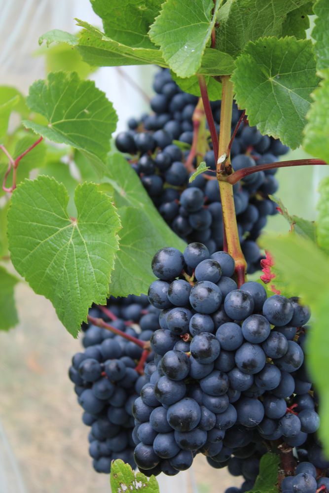 Dark grape clusters on the vine