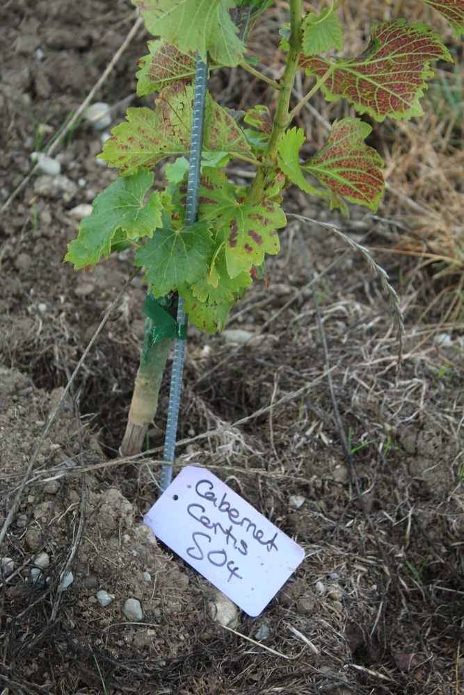 A young vine with its handwritten variety label
