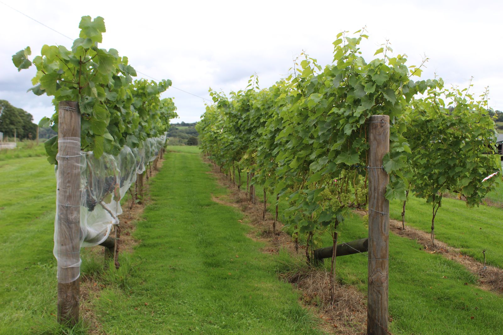 Established vines in full leaf in the pilot vineyard