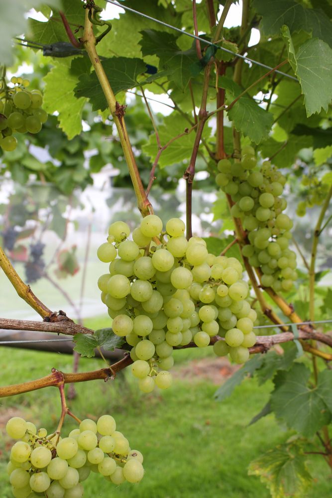 Green grape clusters hanging among vine leaves
