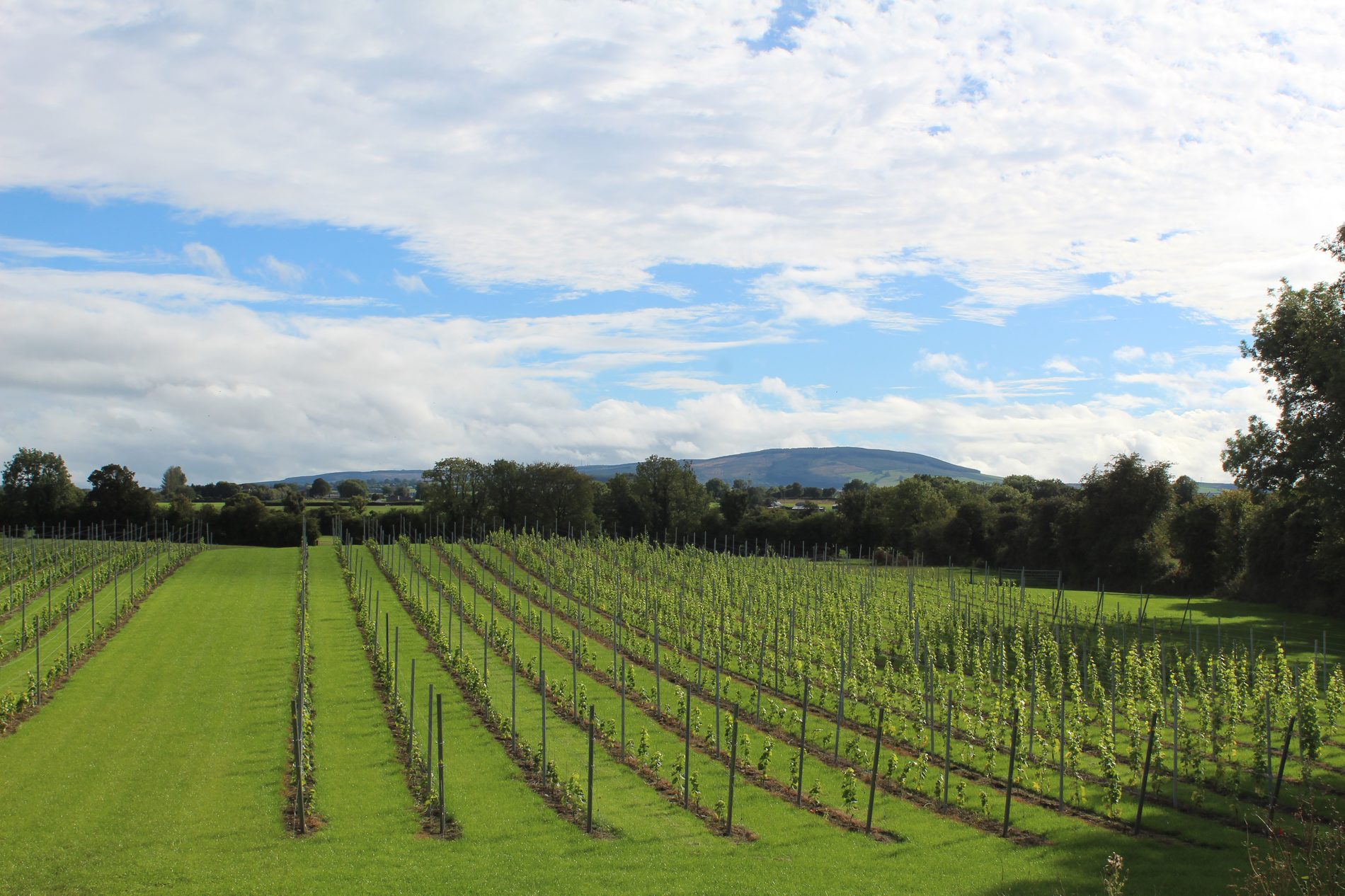 Rows of grapevines at Irish Wine Estates in County Offaly