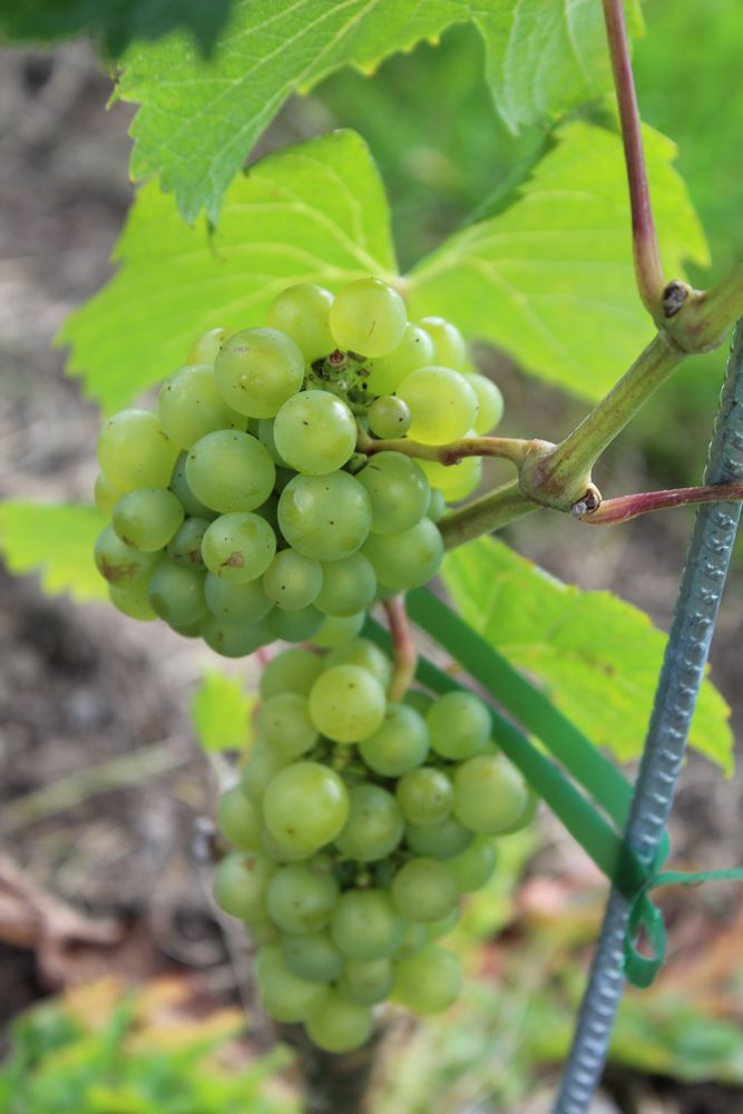 A young grape cluster forming on a newly planted vine