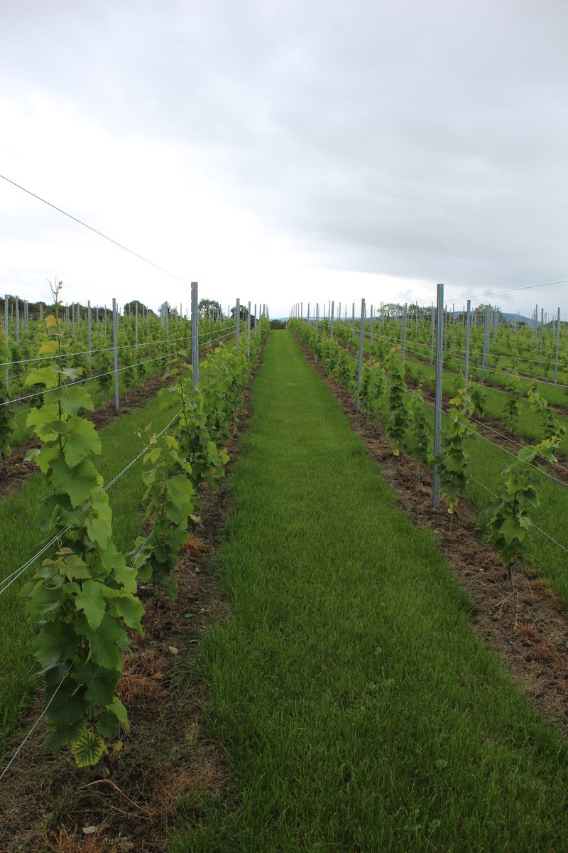 Looking down a row of young vines on a cloudy day