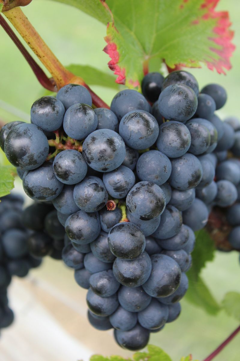 A cluster of dark grapes ripening on the vine