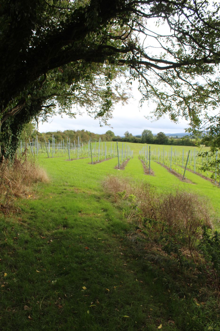 The vineyard framed by the branches of a mature tree