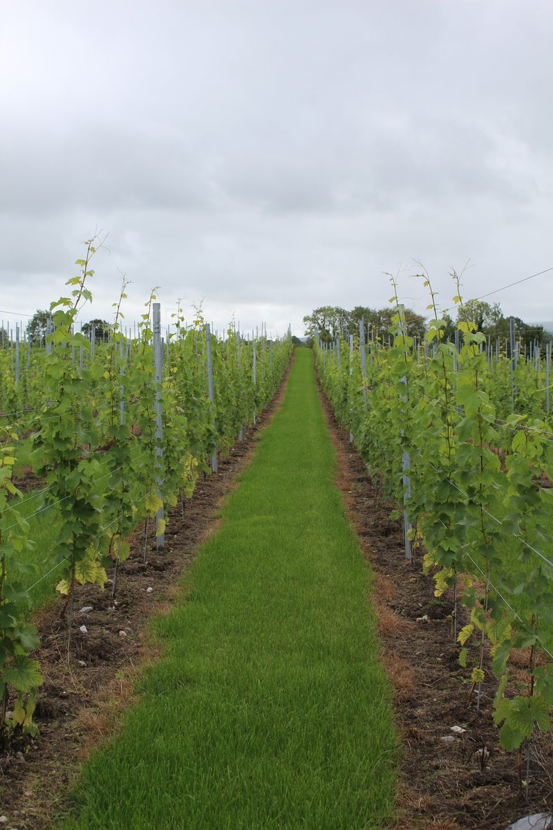A grass path running between two rows of vines